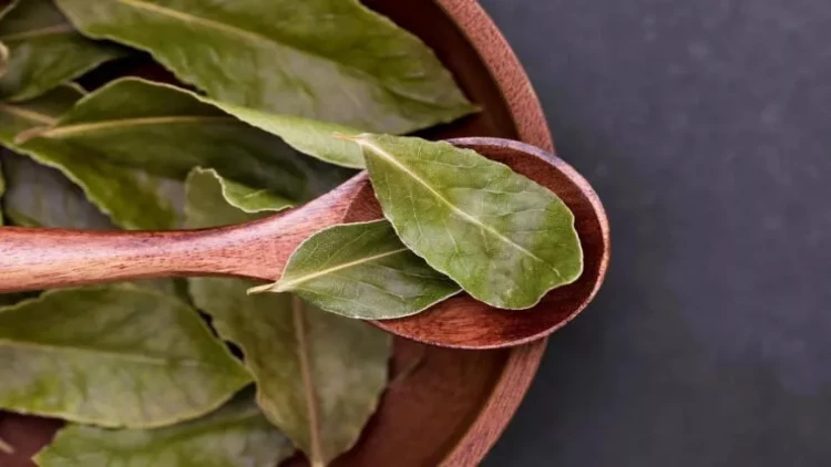 Niyə şəkər qabına dəfnə yarpağı qoyurlar: bunu bütün sovet evdar qadınları edirdi