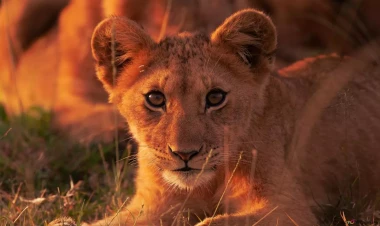 Dostunun yeni doğulan aslan balasına 3 milyonluq boyunbağı ALDI - VİDEO