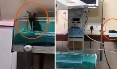 Hindistanda doğum evində faciə: iki körpəni siçan dişlədi, öldü - FOTO