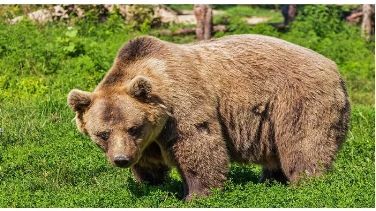 Bakı Zooloji parkında ayıların DAVASI - VİDEO