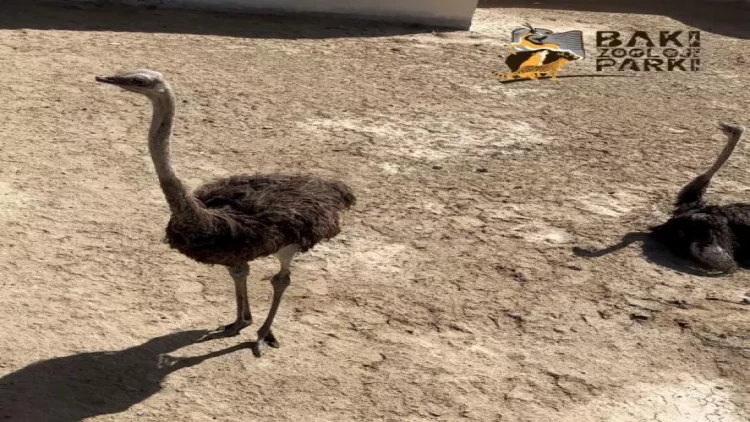 Sumqayıtda 2 dəvəquşu və 13 tutuquşu IDEA tərəfindən xilas edilib - VİDEO - FOTO