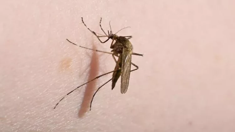 Çində çikunqunya virusuna yoluxma artır