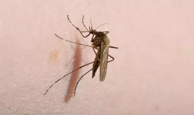 Çində çikunqunya virusuna yoluxma artır