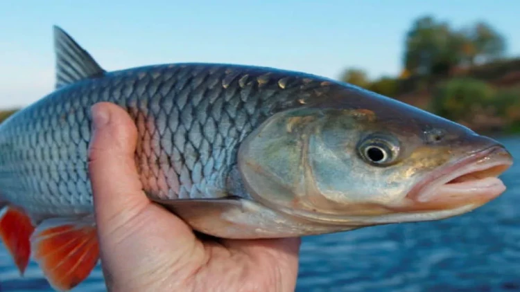 Balıq ovuna çıxmaq istəyənlərin NƏZƏRİNƏ: sentyabrın 1-dən..