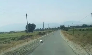 Yola günəbaxan tumları yığdı, məsuliyyətə cəlb edildi - VİDEO - FOTO