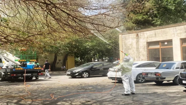 Paytaxtda Ağ Amerika kəpənəklərinə qarşı dərmanlama işləri aparılıb - FOTOlar