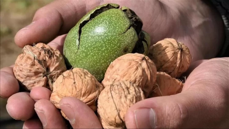 Yoğun bağırsaq xərçənginə qarşı gündəlik qoruyucu: Gündə 5 qoz
