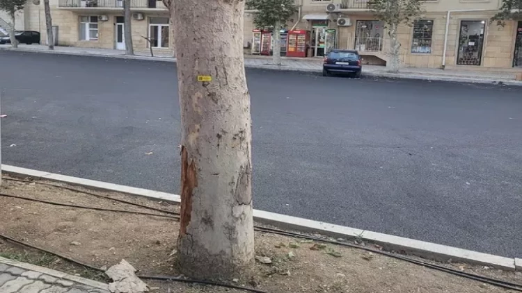 Gəncədə qurumuş və qəzalı ağaclar yenisi ilə ƏVƏZLƏNƏCƏK - FOTOlar