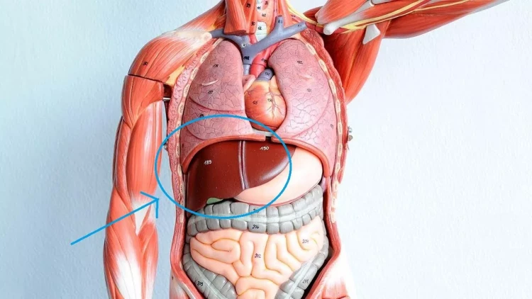 Alimlər təbii “mikrobiom dərmanı”nı tapdı - qaraciyər üçün ümid verici kəşf