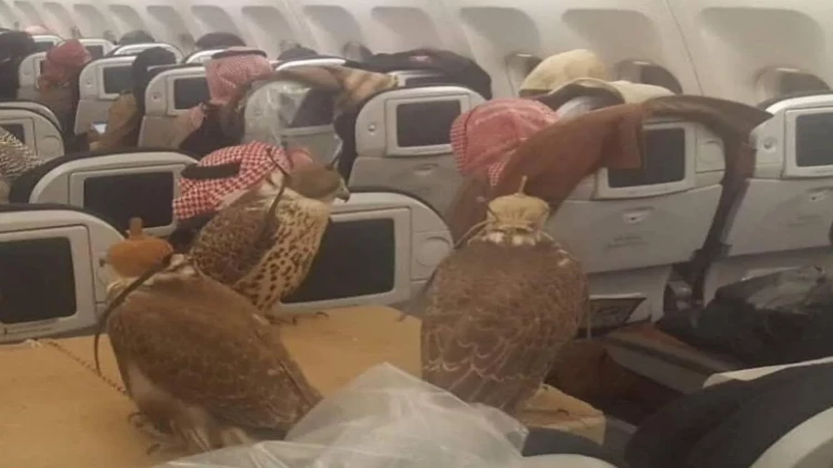 Quşları üçün 80 bilet aldı - FOTO