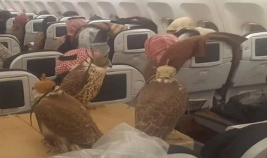 Quşları üçün 80 bilet aldı - FOTO