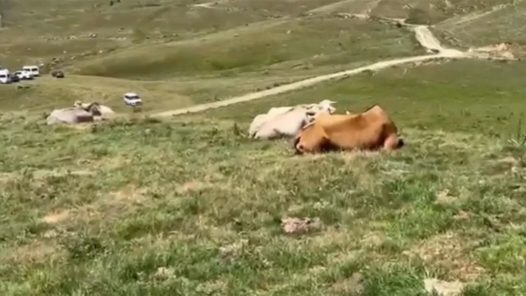 Türkiyə ciddi təhlükə ilə üz-üzə - “Bütün heyvanlara yayılıb”