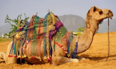 Bəzi ölkələrdən Azərbaycana dəvə gətirilməsinə məhdudiyyət qoyuldu