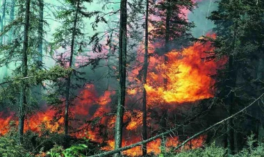 Xaçmazda meşədə yanğın olub - YENİLƏNİB