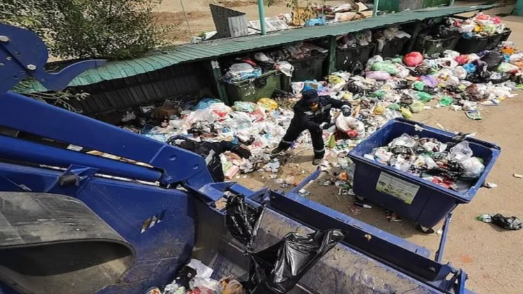 115 min manatı bilmədən zibilliyə atdı