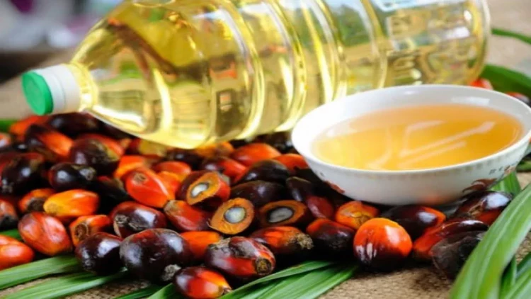 Elmi məlumatlara əsaslanan palma yağı haqqında 10 fakt