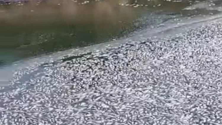 Balıqların kütləvi ölümünün ilkin səbəbi açıqlandı