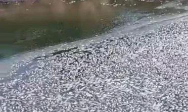 Balıqların kütləvi ölümünün ilkin səbəbi açıqlandı