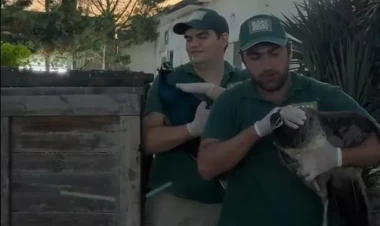 “AF Hotel”dəki həmin heyvanlar xilas edildi - Video