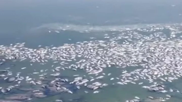 Cəlilabadda göldə balıqlar kütləvi tələf oldu - FOTO