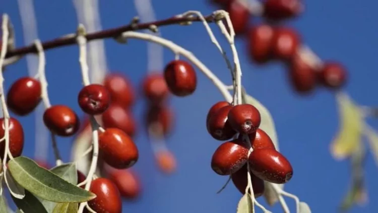 Bu vitaminlərə görə iydə yeyin