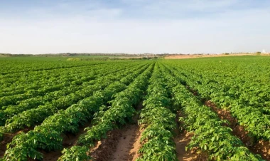 Əkin sahəsində meyiti tapıldı