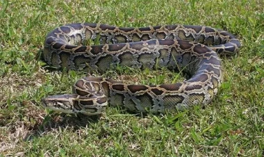 Piton fermeri diri-diri uddu - İçindən belə çıxardılar...