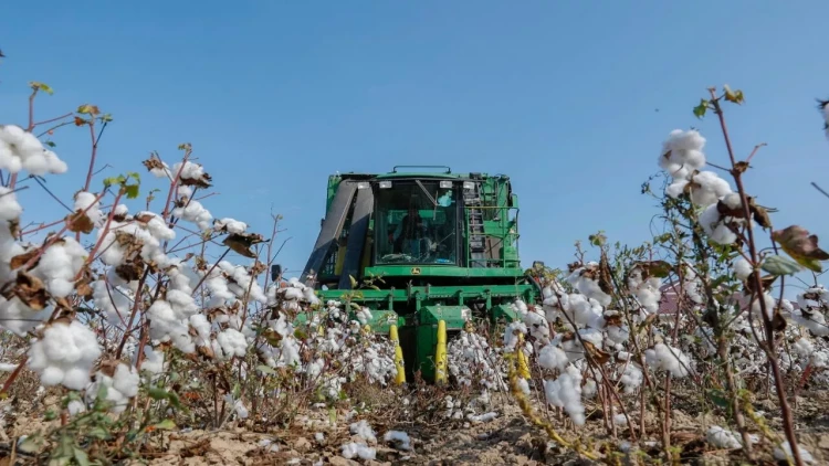 Pambıq istehsalçılarına qəbz elektron formada veriləcək
