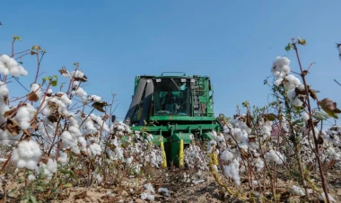 Pambıq istehsalçılarına qəbz elektron formada veriləcək