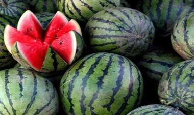 Qarpızın qabığına diqqət : Bu işarə təhlükə ola bilər