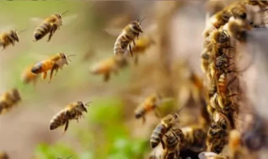 Arılara görə uçuş 1 saat ləngidi - VİDEO