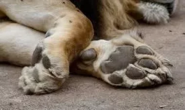 Şir zooparkdan qaçdı, kişini yaraladı - FOTO