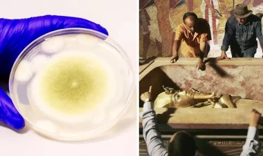 “Fironun lənəti”ndən ümid doğdu: Xərçəngin kökünü kəsən maddə görün harada tapıldı