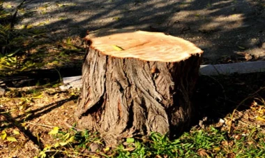 Respublikanın 5 rayonunda qanunsuz ağackəsmə faktları ilə bağlı araşdırma aparılıb