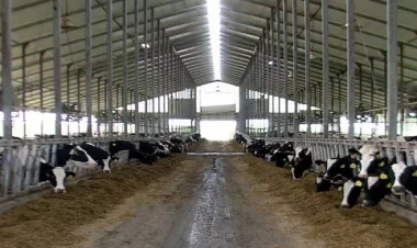 Türkiyədə bütün heyvan bazarları bağlandı