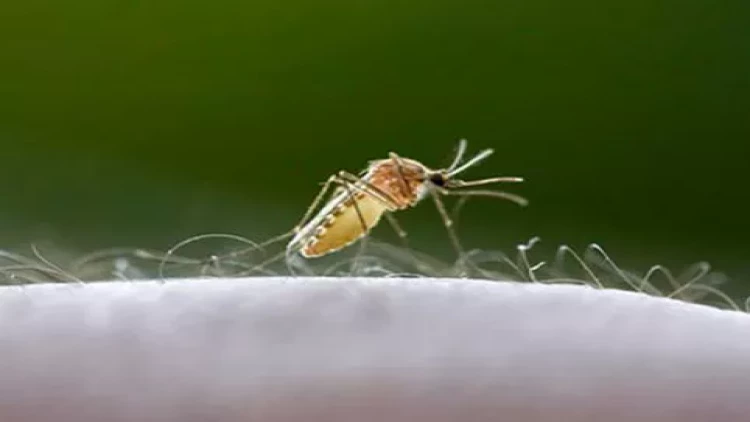 Həyət evlərində qalanlar həşəratlara qarşı bu dərmanlardan istifadə etsinlər - VİDEO