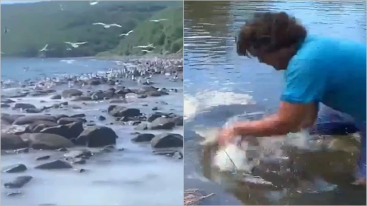 Maqadanda nadir təbiət hadisəsi: Dörd ton balıq dənizə qayıda bilmədi - VİDEO