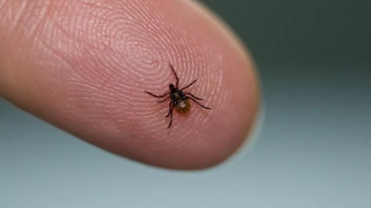 Gənələrdən necə qorunmalı? - Sadə tədbirlər həyat xilas edə bilər