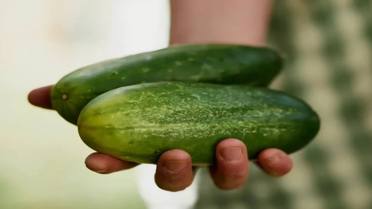 Bəzi xiyarlar niyə acı dadır?