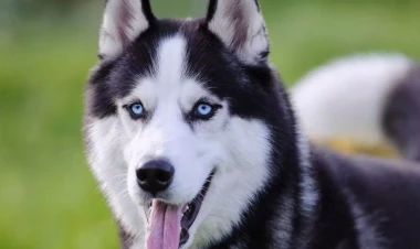 Bakıda itləri üçün doğum günü mərasimi keçirdilər - VİDEO