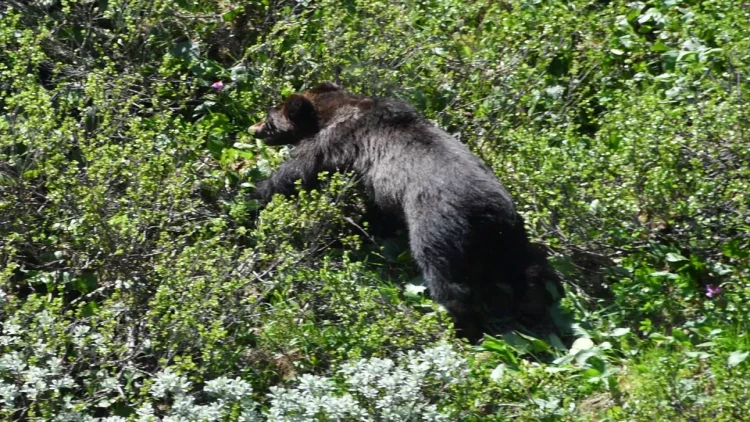 İnsanları yeyən ayı belə GÜLLƏLƏNDİ - VİDEO
