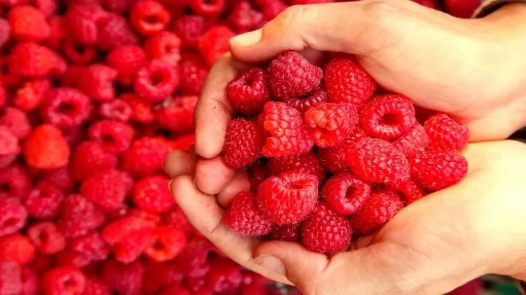 Moruqla arıqlaya bilərsiniz