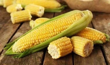 Qarğıdalının hansı faydaları var?