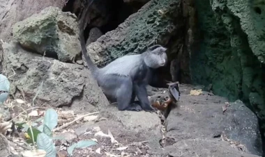 Alimlər yırtıcıların ölümcül virusları yarasalardan insanlara necə ötürdüyünü aşkar etdi