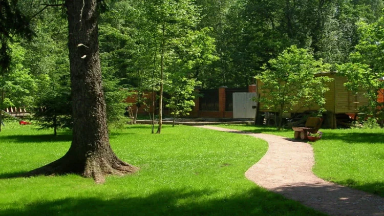 Bu ağacları həyətə əkməyin: Bədbəxtlik gətirir