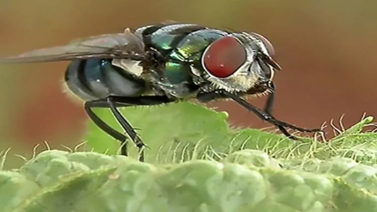 Milçəklərin kökünü kəsir: hər otaqda 1 ədəd saxlayın