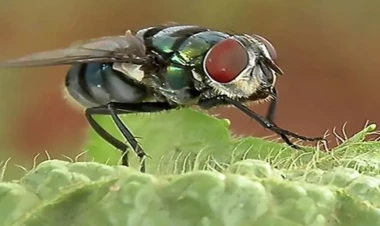 Milçəklərin kökünü kəsir: hər otaqda 1 ədəd saxlayın