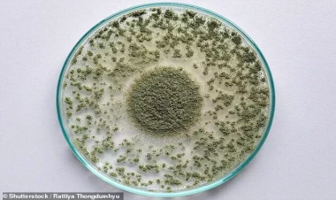 Ölümcül göbələk xəstəliyi sürətlə yayılır - Orqanları içdən çürüdür