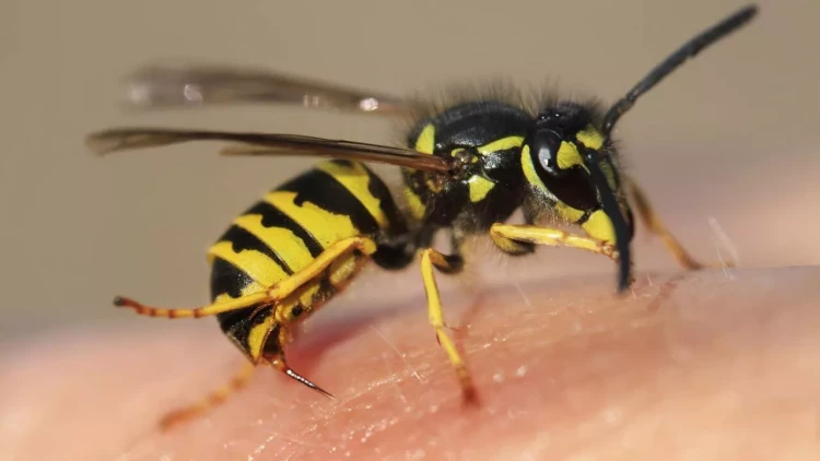 Milyarder arıya görə öldü - FOTO