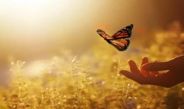 Təbiətlə bağlı daha bir sirr ortaya çıxdı